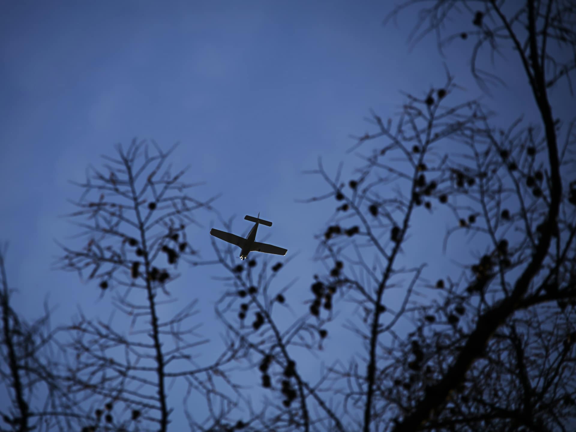 A small airplane silhouetted through bare tree branches against a deep blue evening sky